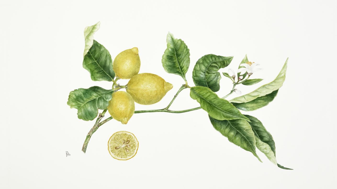 Angela Petrini, Limone