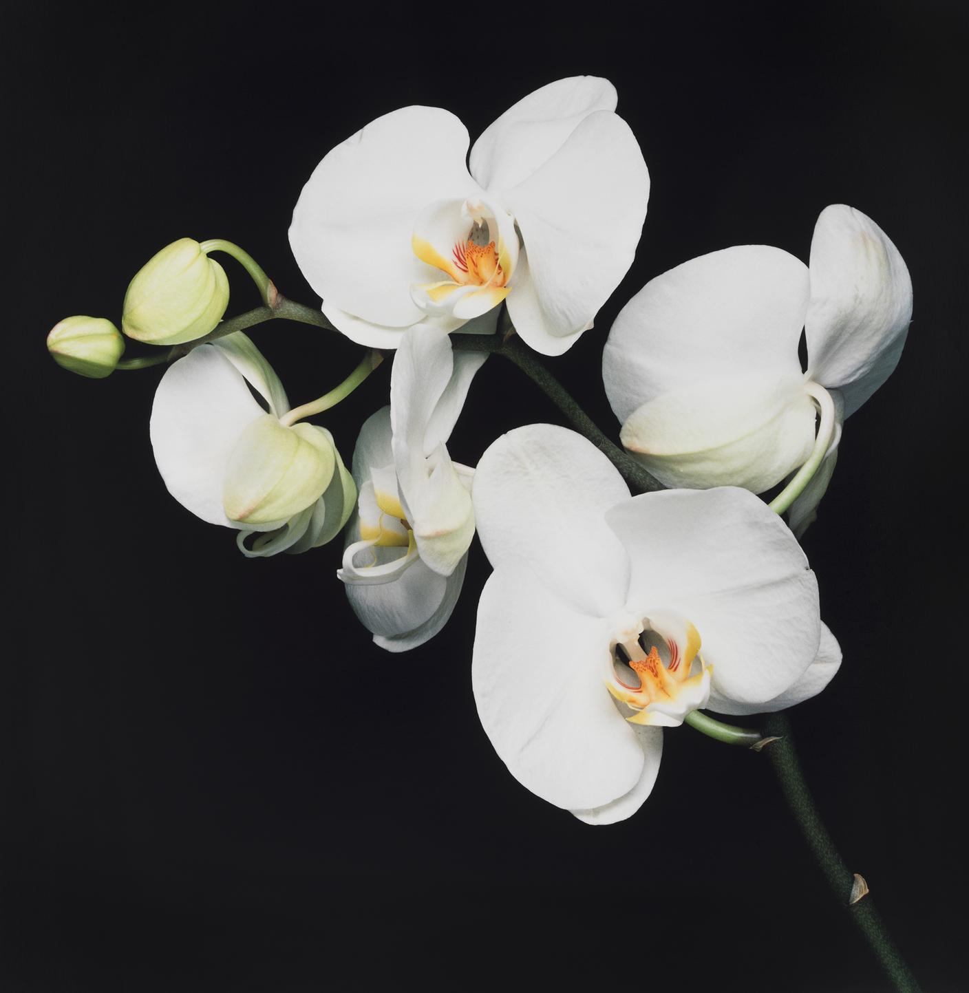 Orchidea