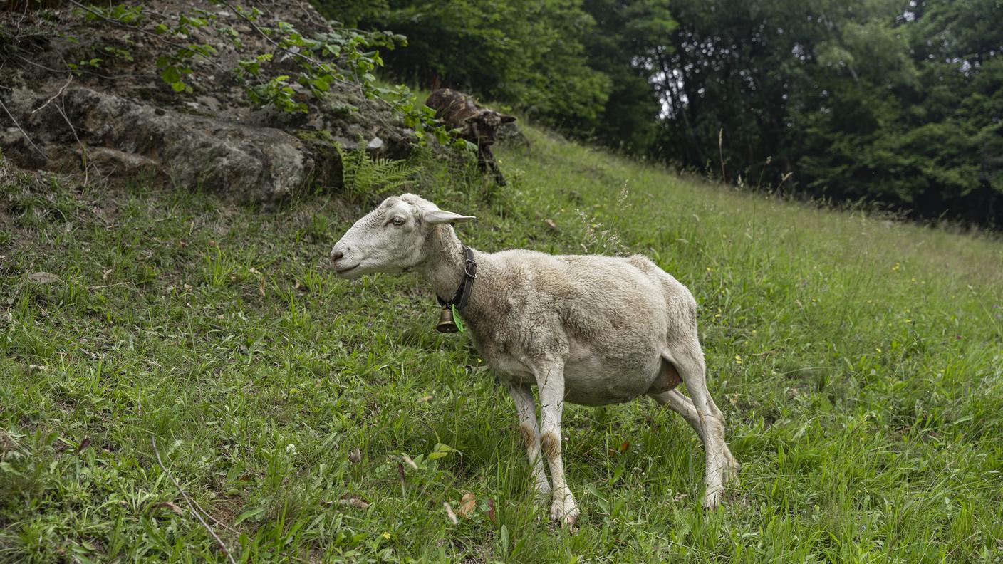 Una delle loro pecore