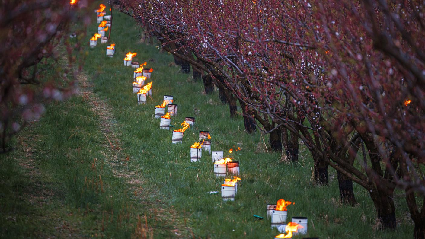 Per cercare di contrastare le gelate i produttori mettono delle candele sotto gli alberi o spuzzano dell'acqua che trasformandosi in ghiaccio sprigiona calore