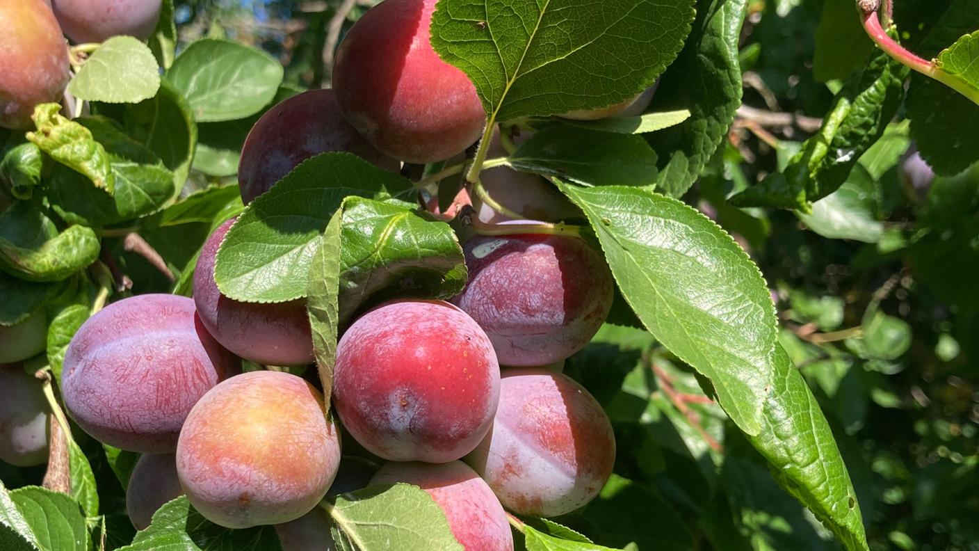 La susina di Löhr è il frutto del 2023 