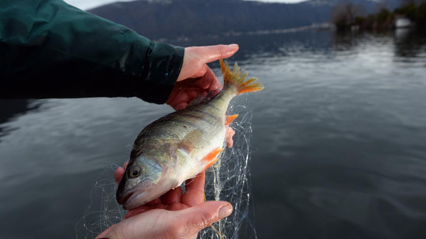 Pesce di lago da salvaguardare