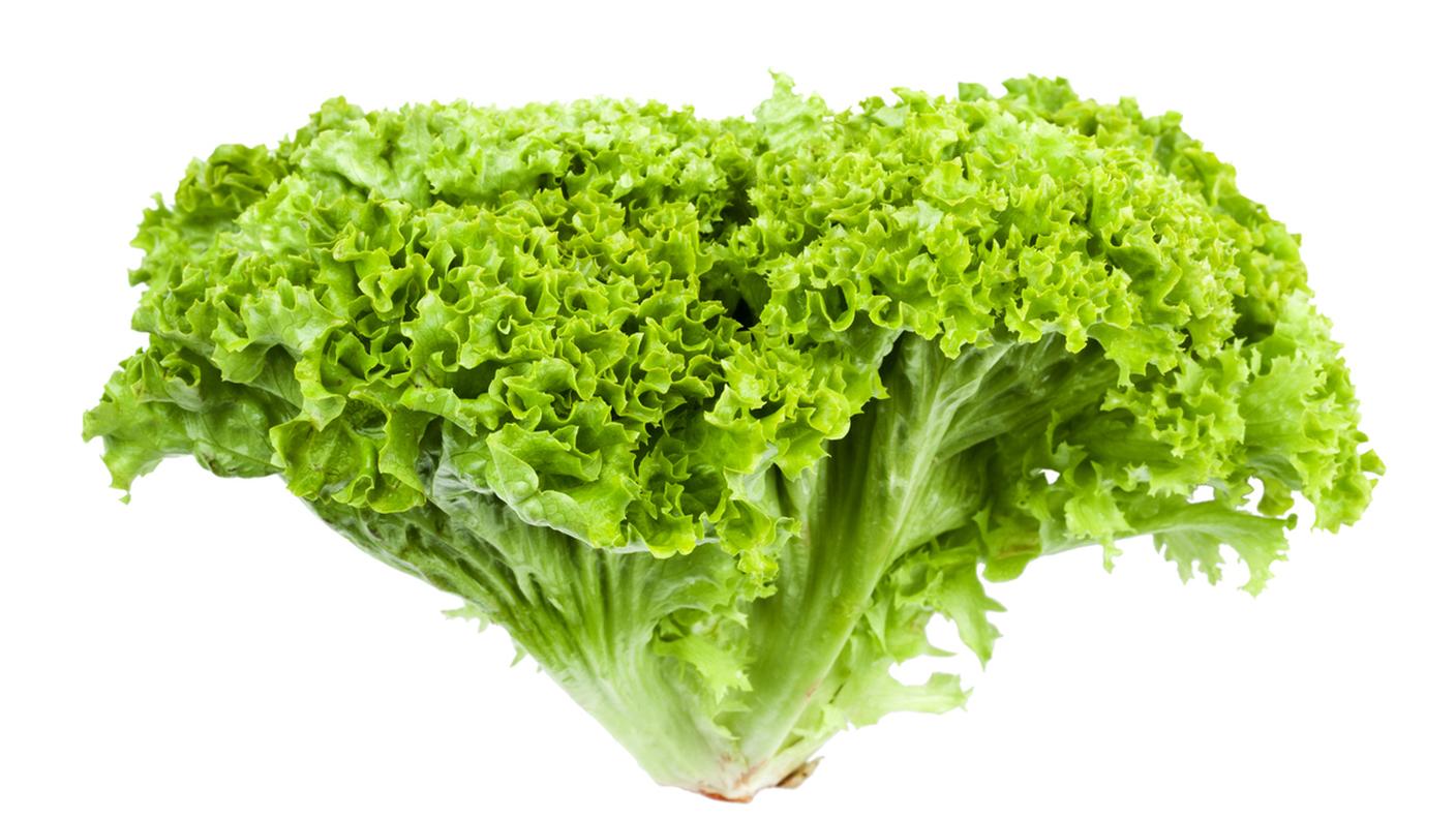 insalata lattuga lollo verde bionda