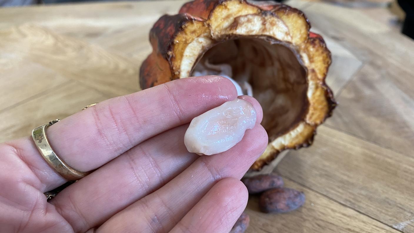 Il cacao è un frutto che contiene al suo interno una polpa mucillaginosa biancastra che protegge fino a circa sessanta fave di cacao (semi). Se la polpa può considerarsi gradevole al gusto, lo stesso non può dirsi delle fave, le quali risultano poco invitanti a causa dell’eccessiva amarezza e astringenza. 