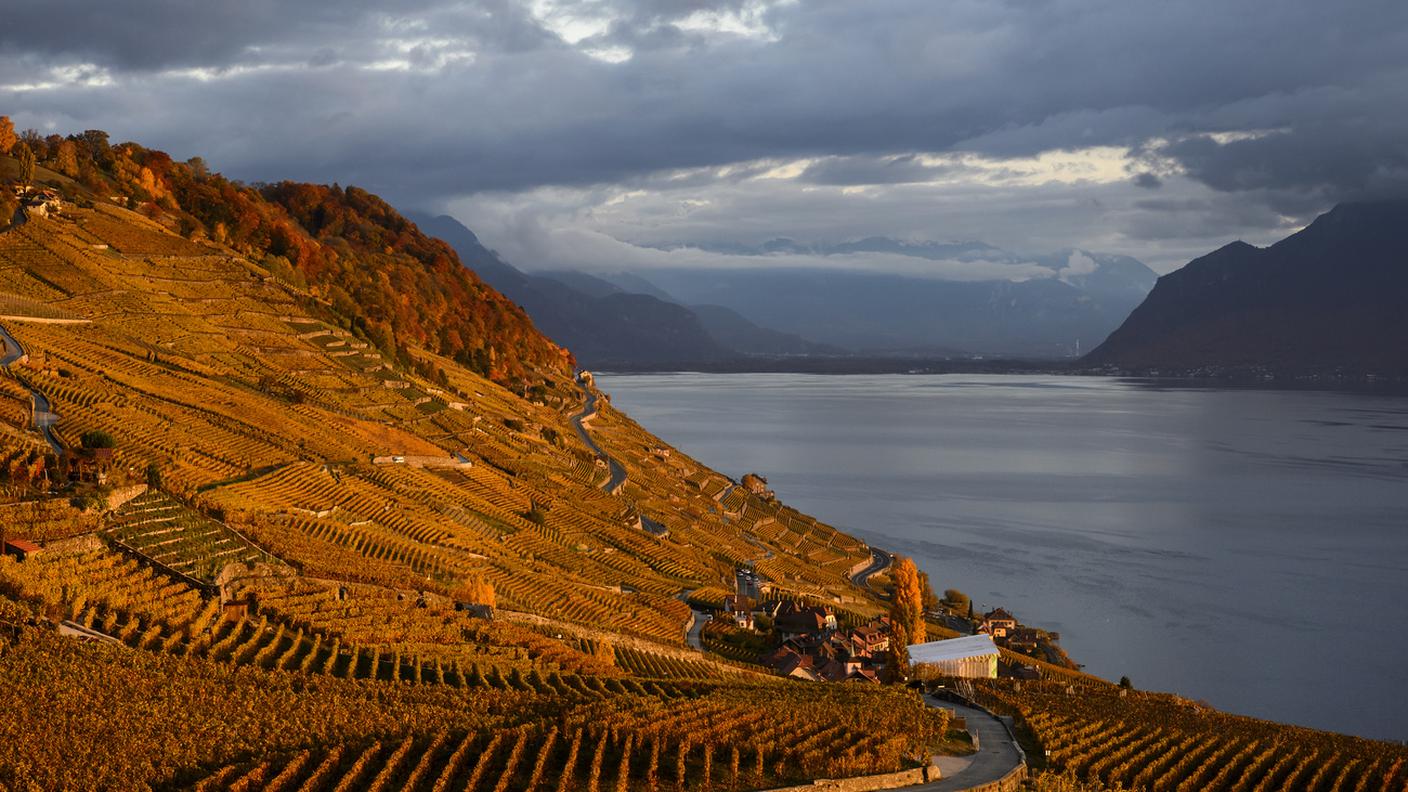 I vigneti del Lavaux sopra il lago di Ginevra sono ritratti al tramonto a Bourg-en-Lavaux, Svizzera.