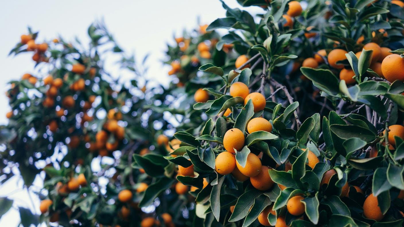 Arbusto di Kumquat