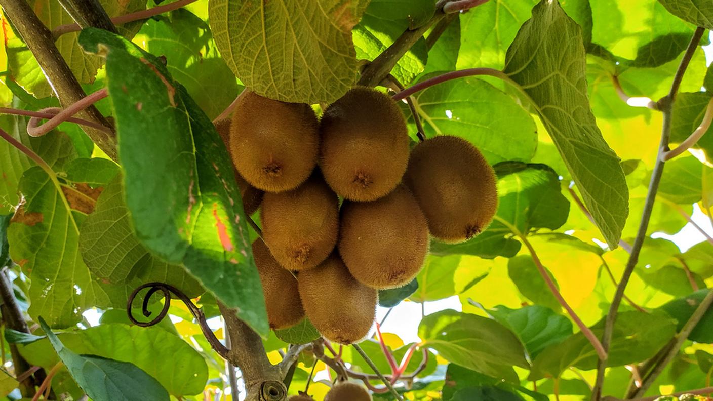 kiwi