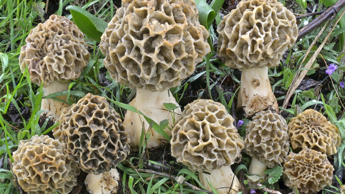 Morchella esculenta