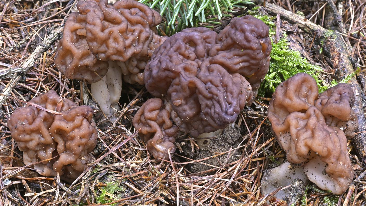 La Gyromitra esculenta, è chiamata anche "falsa spugnola"