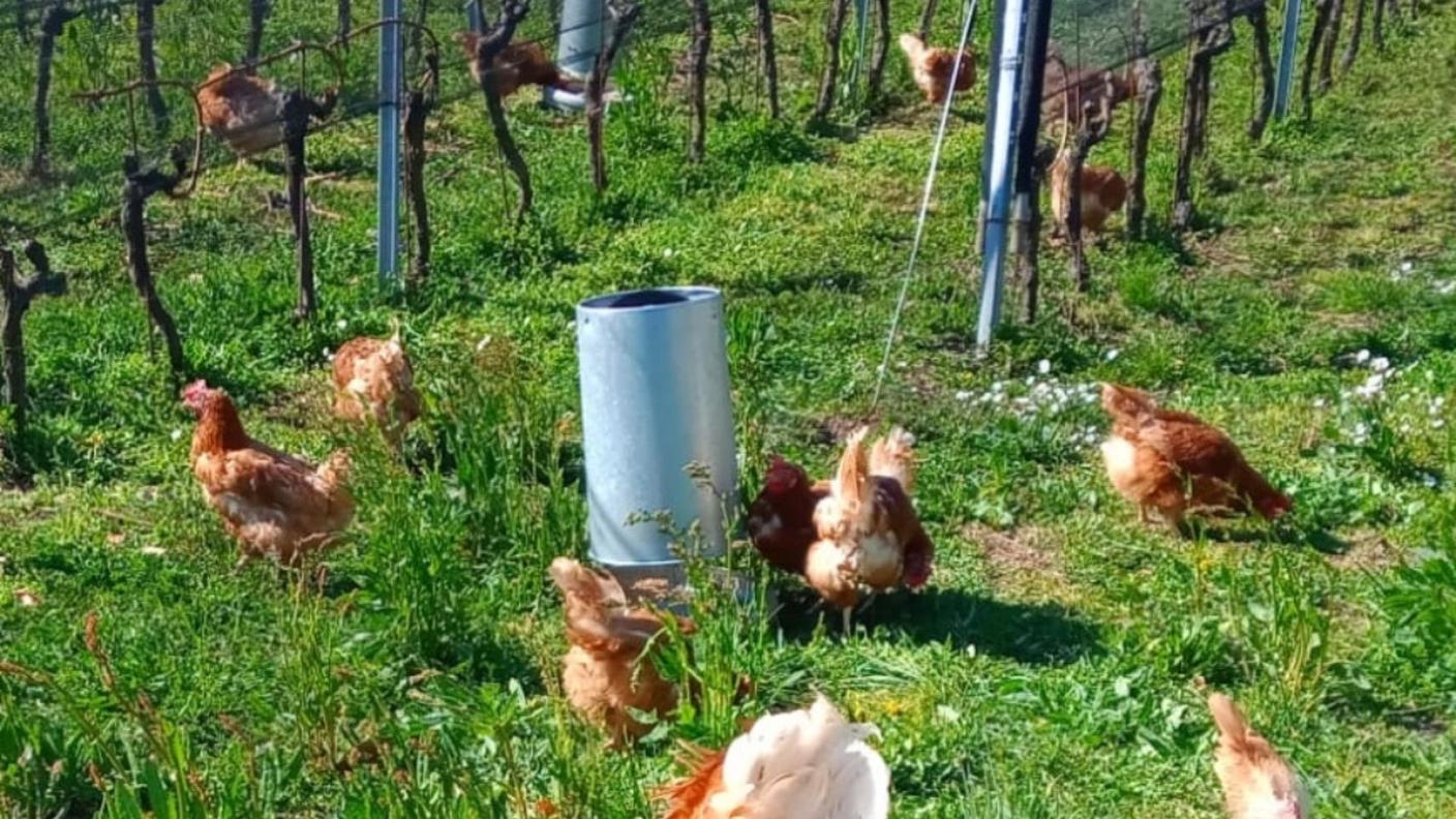 I polli di razza “Collo nudo zampa nera”, si pagano l’affitto mangiando gli scarti d’uva caduta e tenendo puliti gli spazi verdi. 
