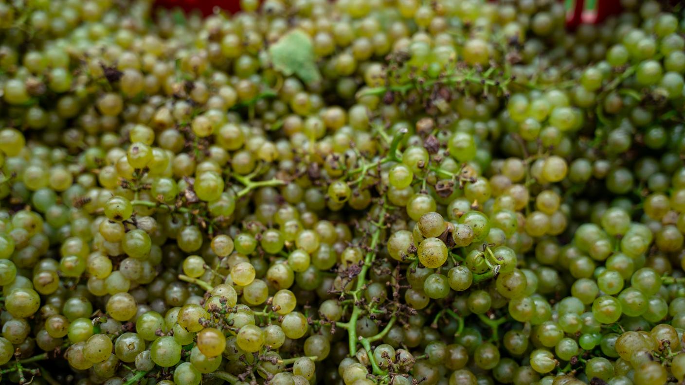 Vendemmia, uva
