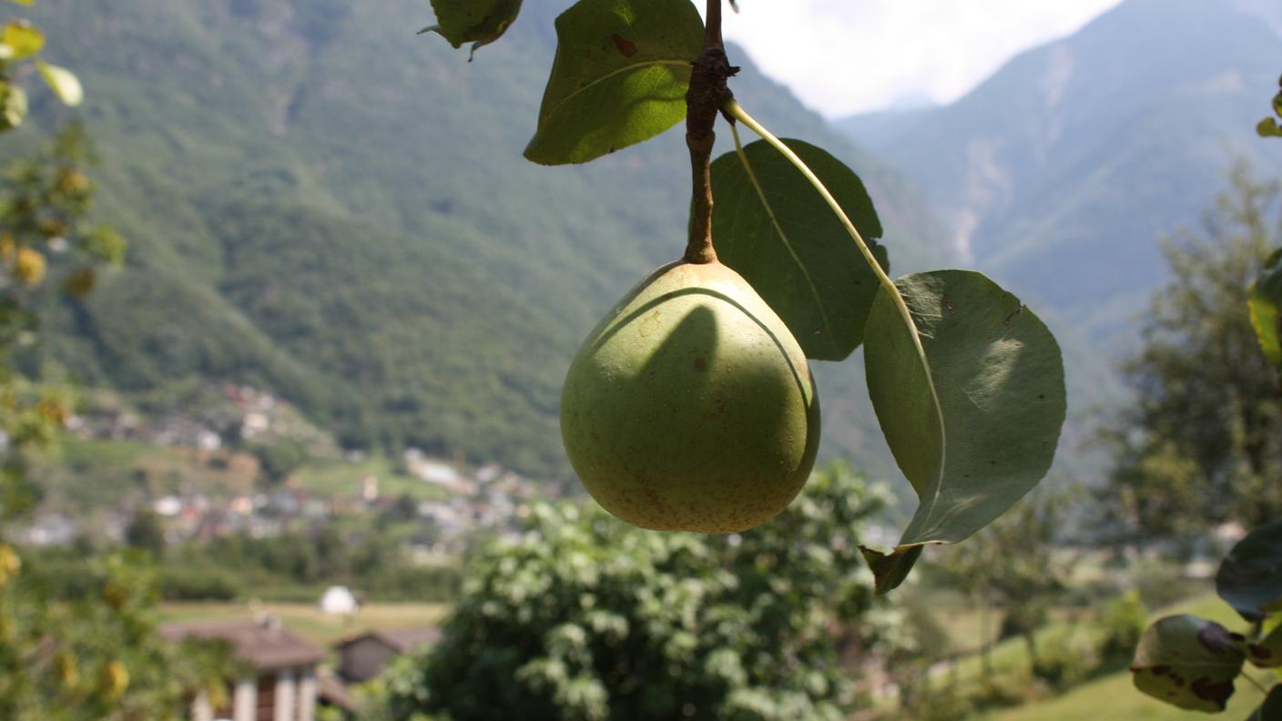 Pero Semione "Buttira del Ticino"