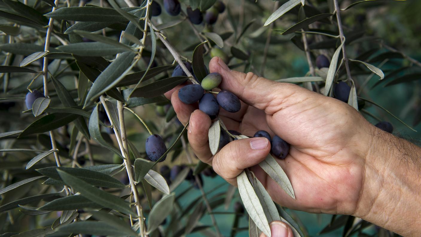 Olivo