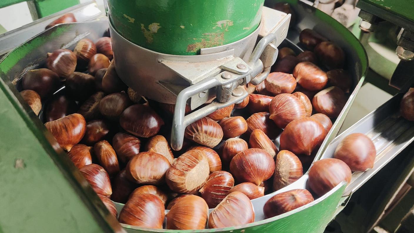 Lavorazione delle castagne nell'azienda Marroni Import