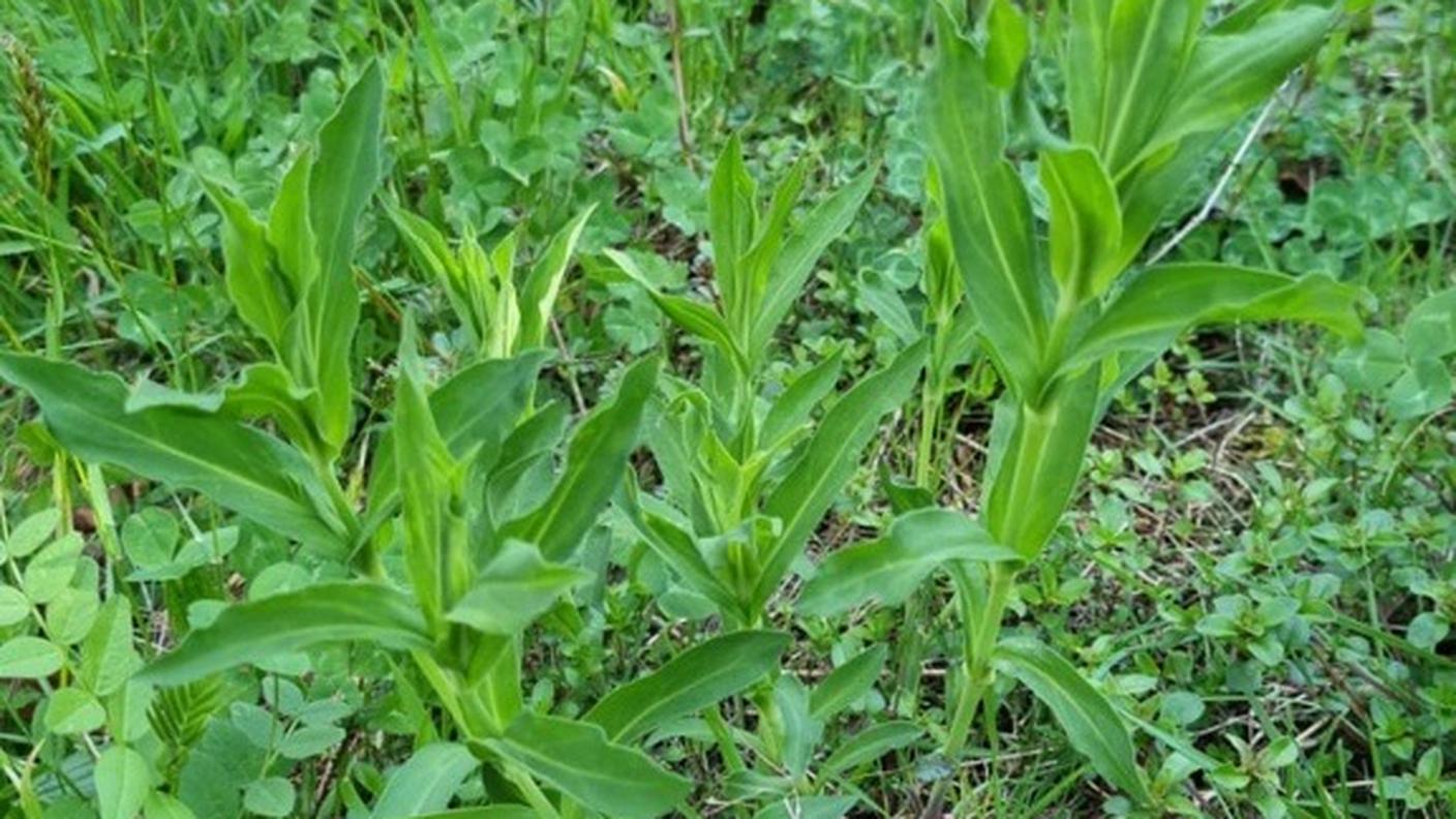 Le loro foglie sono ovali e ricordano la punta di una lancia; il loro colore è verde bluastro, tendente al grigio. Le foglie crescono opposte sul gambo, quindi sempre a coppie di due.