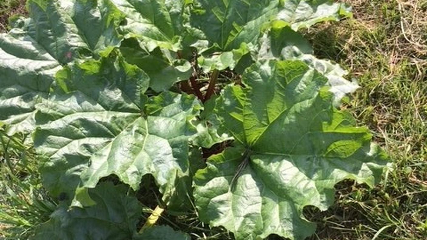 Le piante di rabarbaro coltivate dall'azienda agricola il Mirtillo di Quartino
