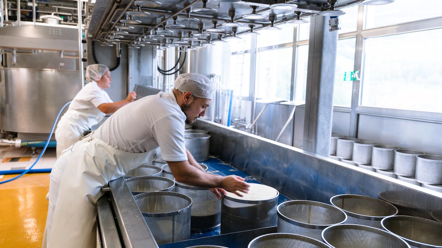 casari, filiera, produzione, formaggio, caseificio Gottardo, mestiere
