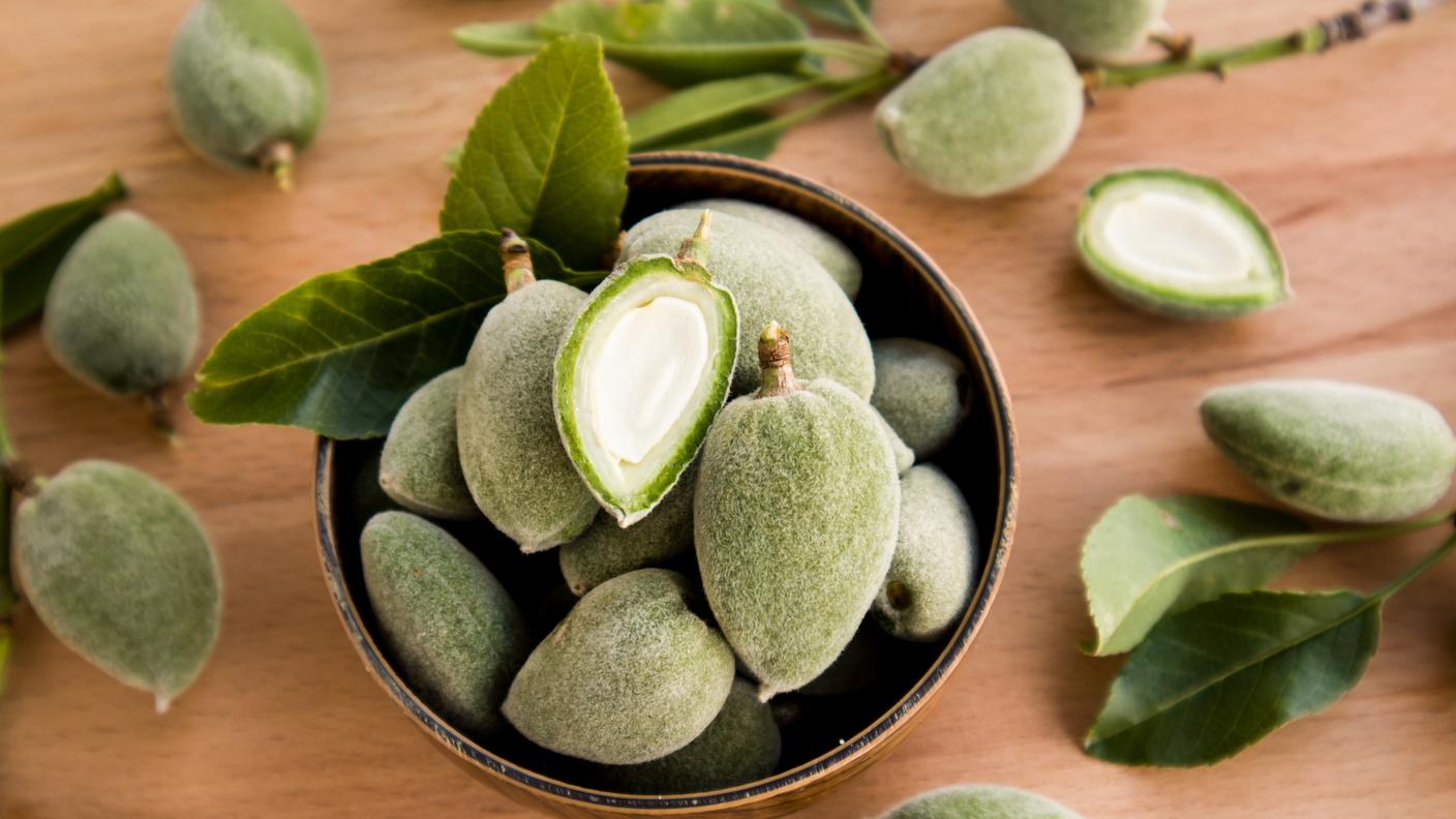 Le mandorle si mangiano anche verdi.
Prima di diventare secche, dure e sgusciate, le mandorle sono frutti verdi e vellutati.
In alcune tradizioni gastronomiche si consumano acerbe, quando il guscio non si è ancora indurito e l’interno è tenero. Il sapore è fresco, acidulo, quasi vegetale. Si mangiano crude, appena raccolte come fossero piccole albicocche acerbe, oppure conservate in salamoia o sott’aceto.
La stagione del frutto verde è brevissima (si raccolgono in primavera) e proprio per questo sono considerate una piccola rarità gastronomica.
Le mandorle secche, quelle che troviamo abitualmente in dispensa, arrivano invece più tardi: maturano tra fine estate e inizio autunno, quando il mallo esterno si apre e il seme può essere raccolto, essiccato e conservato.