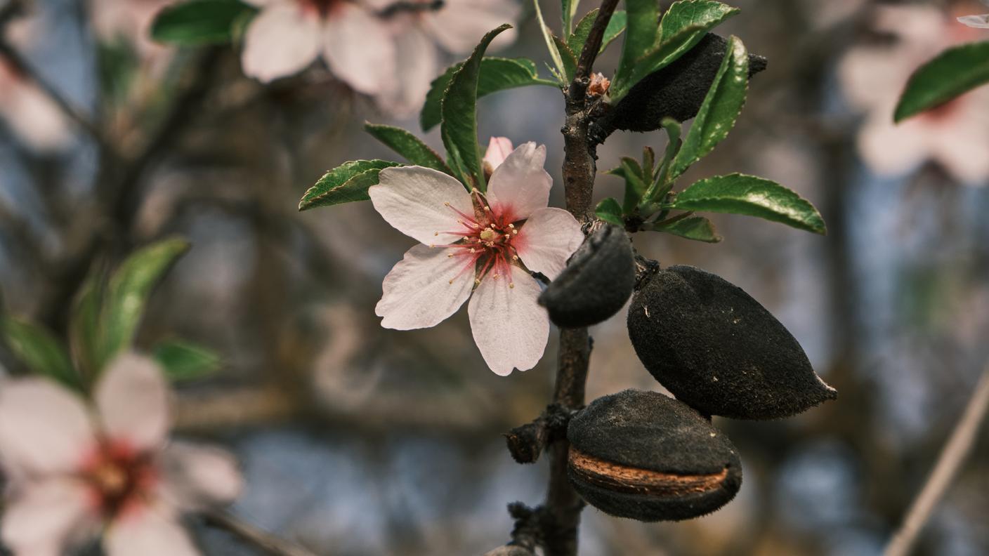 La chiamiamo spesso “frutta secca”, ma botanicamente la mandorla non è una vera noce.
È il seme contenuto nel nocciolo di una drupa, cioè un frutto della stessa grande famiglia di pesche, albicocche, ciliegie e prugne. 
Il frutto del mandorlo ha una parte esterna verde, un guscio duro e, al suo interno, il seme commestibile: la mandorla che conosciamo.
Ecco perché Agroscope la studia nell’ambito della frutticoltura a nocciolo.