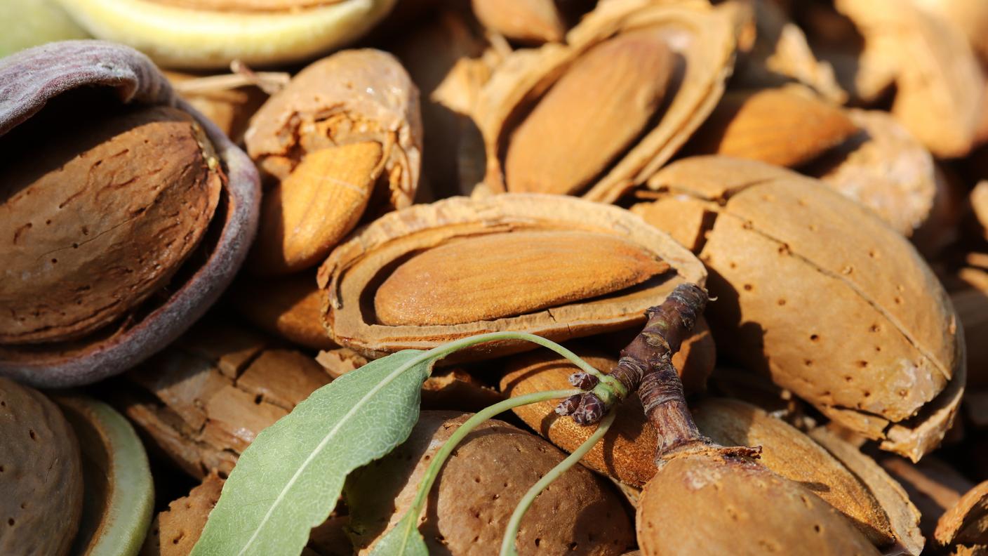 Mandorla dolce o amara?
Le mandorle che mangiamo abitualmente sono mandorle dolci.
Esistono anche mandorle amare, ma il loro uso alimentare è legato a lavorazioni specifiche, dosaggi controllati e tradizioni produttive precise. Questo perché contengono più amigdalina (una sostanza naturalmente presente nelle mandorle che regala quella sensazione aromatica pungente che ricorda il marzapane e l’amaretto) rispetto alle varietà dolci. 
Quando le mandorle vengono masticate o frantumate, l’amigdalina può liberare cianuro, una sostanza tossica. Anche le autorità di sicurezza alimentare richiamano prudenza sui semi ricchi di amigdalina, come i noccioli di albicocca amari e le mandorle amare.
Nel tempo l’uomo ha privilegiato le varietà dolci, più sicure e adatte al consumo quotidiano. Il gusto che oggi consideriamo normale, dunque, è il risultato di selezione, domesticazione e cultura alimentare.