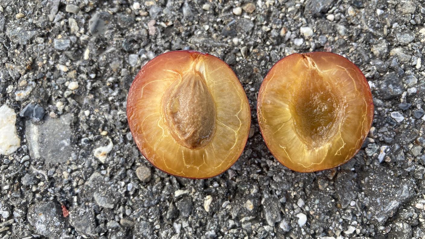 La polpa della susina di Löhr è morbida, dolce e succosa 