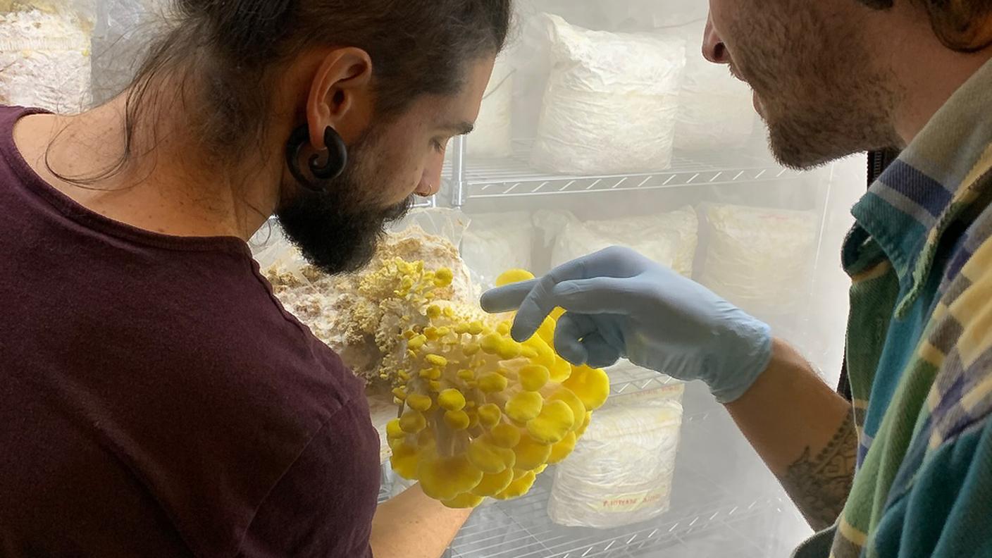 Alan Oggier e Geremia Losa, Micocene funghi 