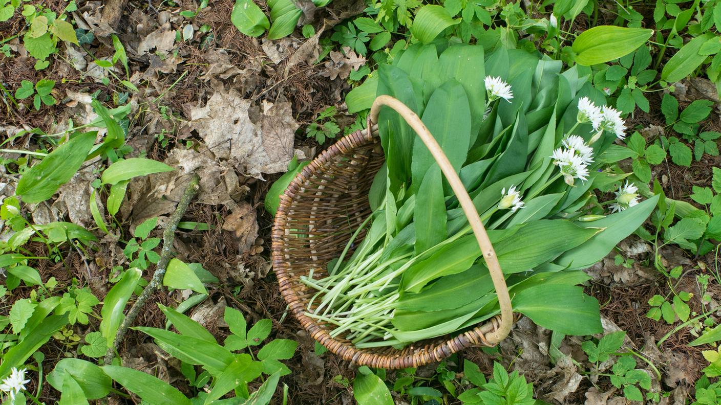 Aglio orsino