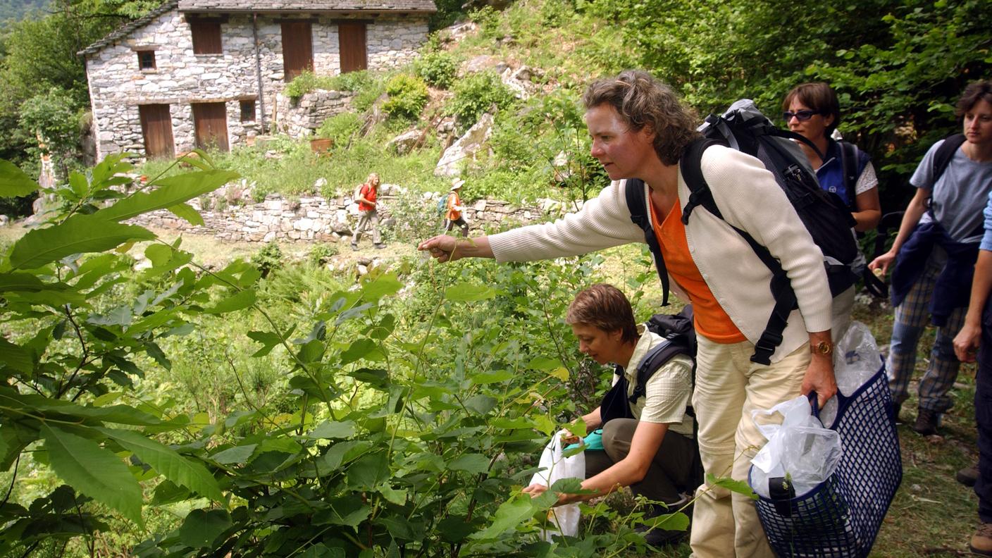 Soveltra: escursione e corso di cucina con le erbe selvatiche commestibili di Meret Bissegger. Nella foto, un momento della raccolta delle erbe selvatiche.