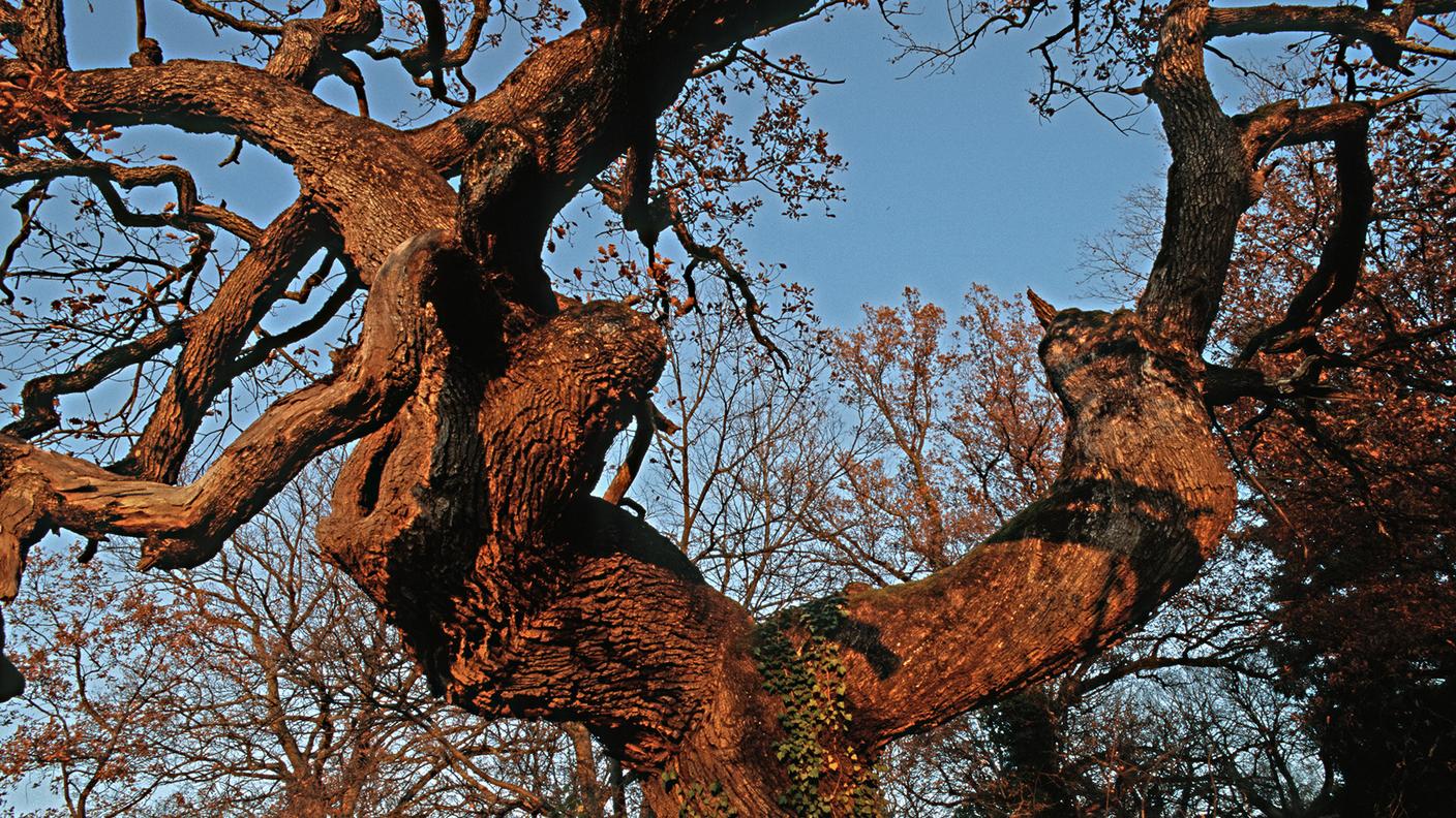 Gli anelli di crescita delle querce sono particolarmente adatti a rilevare le variazioni di deficit di pressione di vapore. Nell'immagine una quercia a Bubendorf (BL).