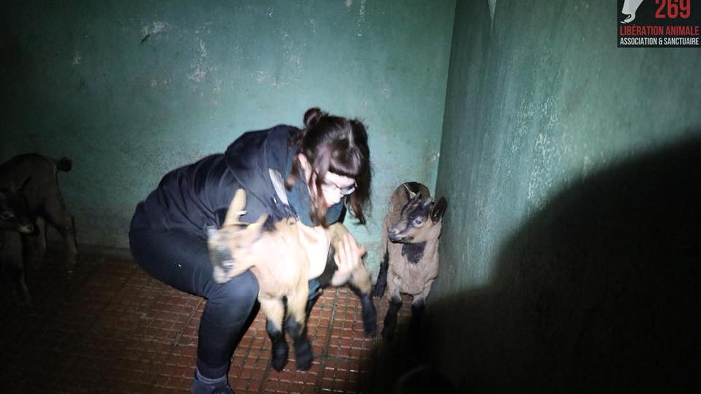 L'azione rivendicata dal gruppo animalista