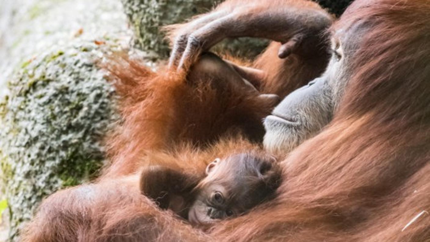 Maia si occuperà del suo cucciolo per circa sette anni