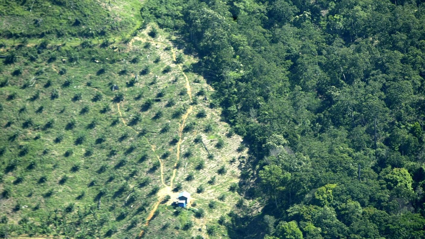 La foresta perde terreno nel parco indonesiano Leuser per lasciar spazio a nuove piantagioni di palma