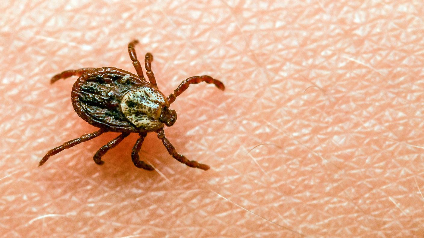 Per la borreliosi il numero di visite mediche è sceso da 10'000 a 3'600