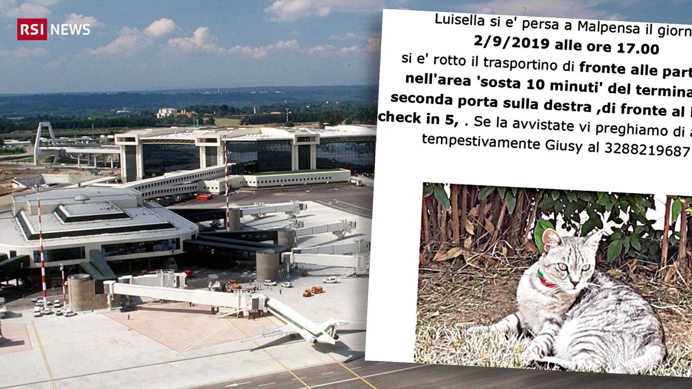Proseguono le ricerche della gattina Luisella a Malpensa. Potrebbe essere ovunque...