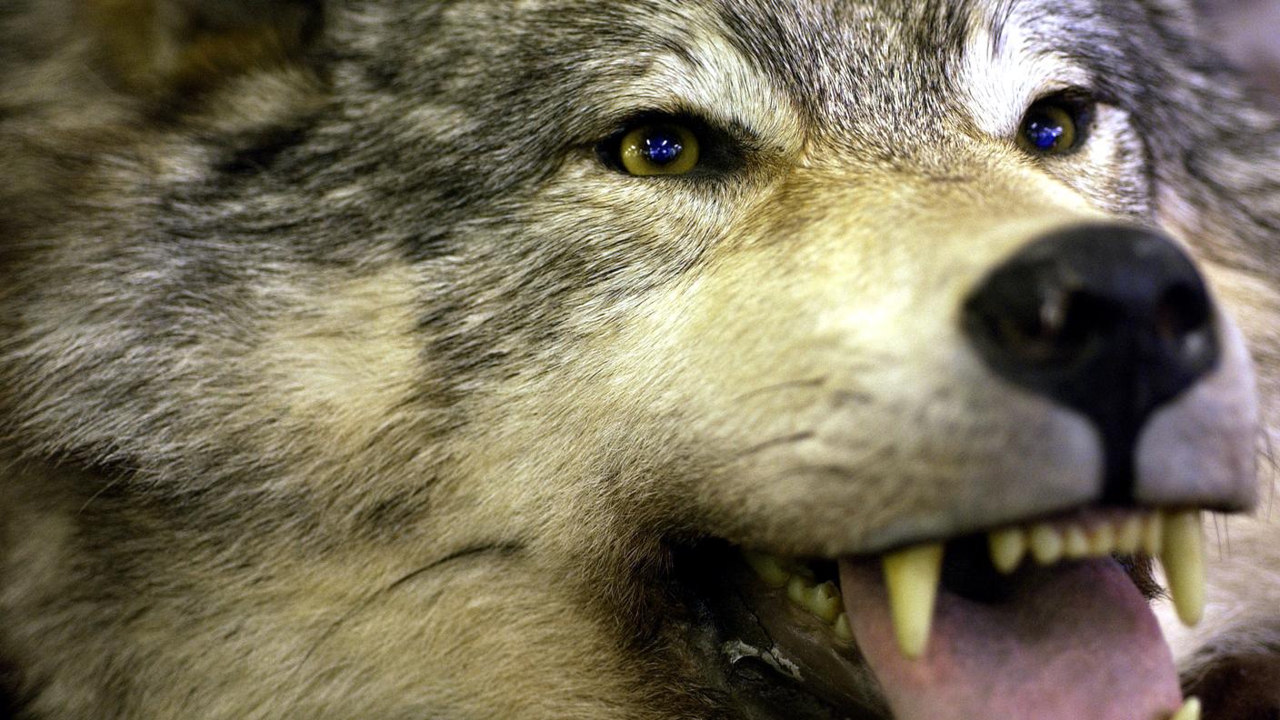 L'operazione verrà effettuata dall'Ufficio per la caccia e la pesca dei Grigioni il prima possibile
