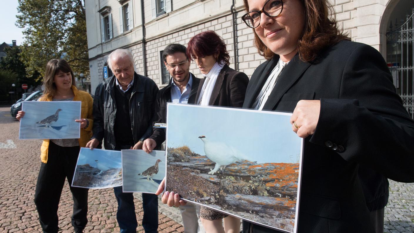 Bellinzona, raccolta firme per l'iniziativa "Lasciamo vivere la Pernice bianca"