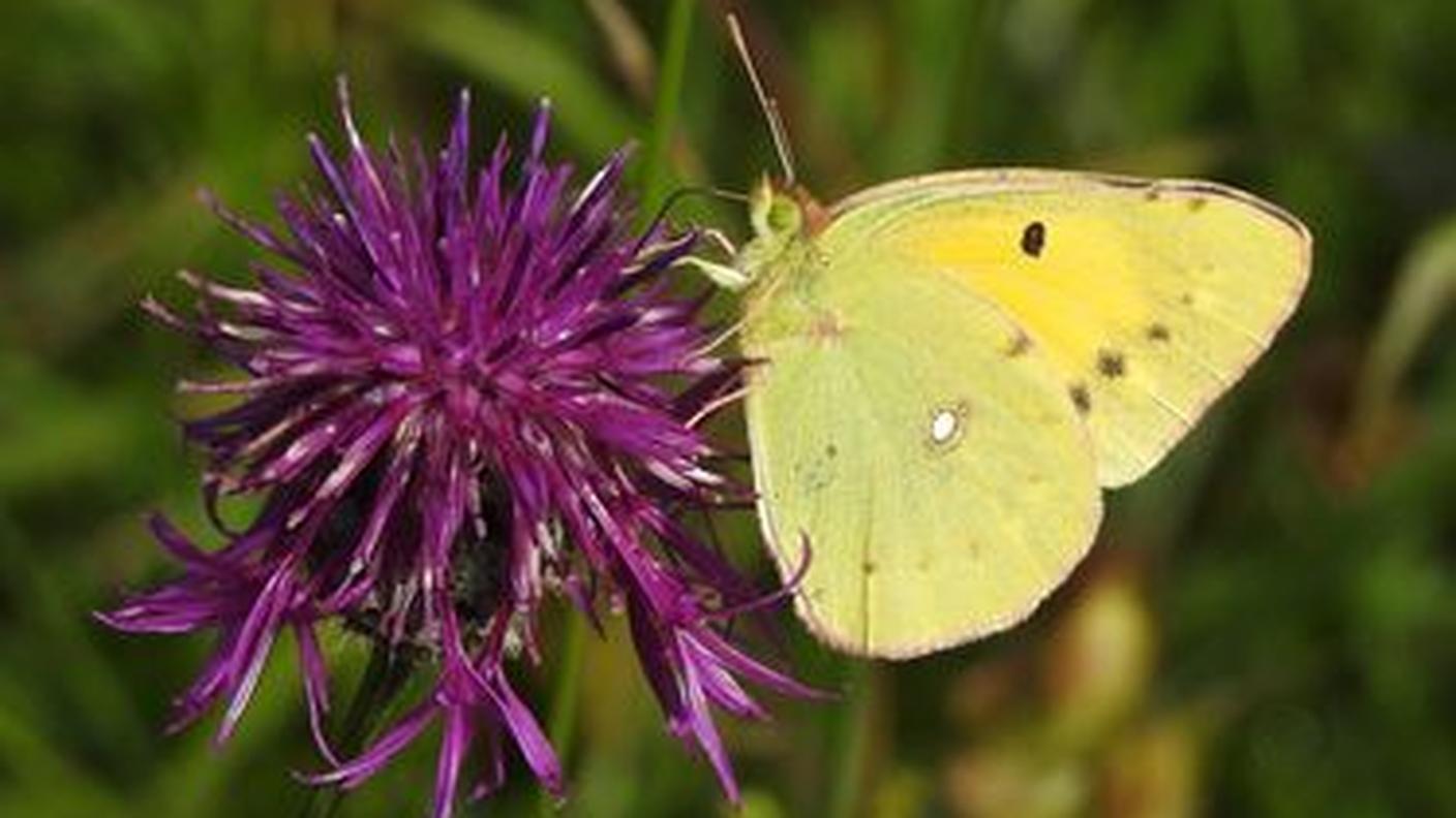La biodiversità è in calo anche in montagna. La foto di Steffen Bosch, ricercatore all'isitituto WSL di Birmensdorf, mostra una crocea su un fiordaliso vedovino
