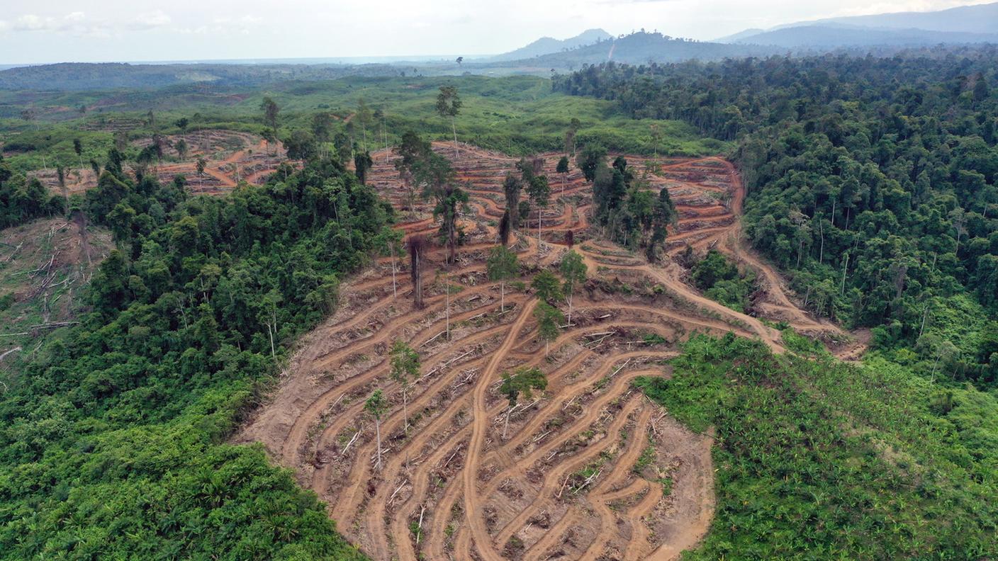 Olio di palma e la deforestazione in Indonesia