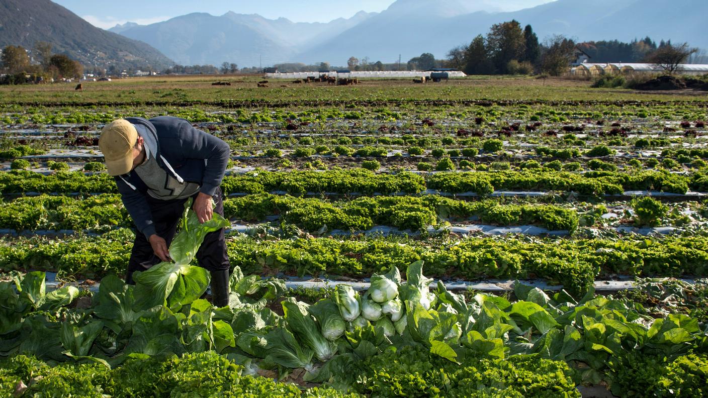 Un'azienda agricola sul piano di Magadino in un'immagine d'archivio