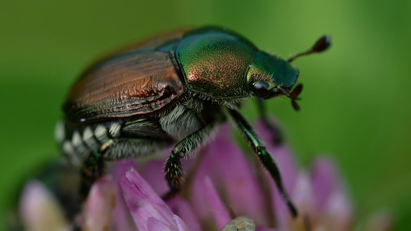 Una specie invasiva comparsa per la prima volta in Ticino nel 2017 