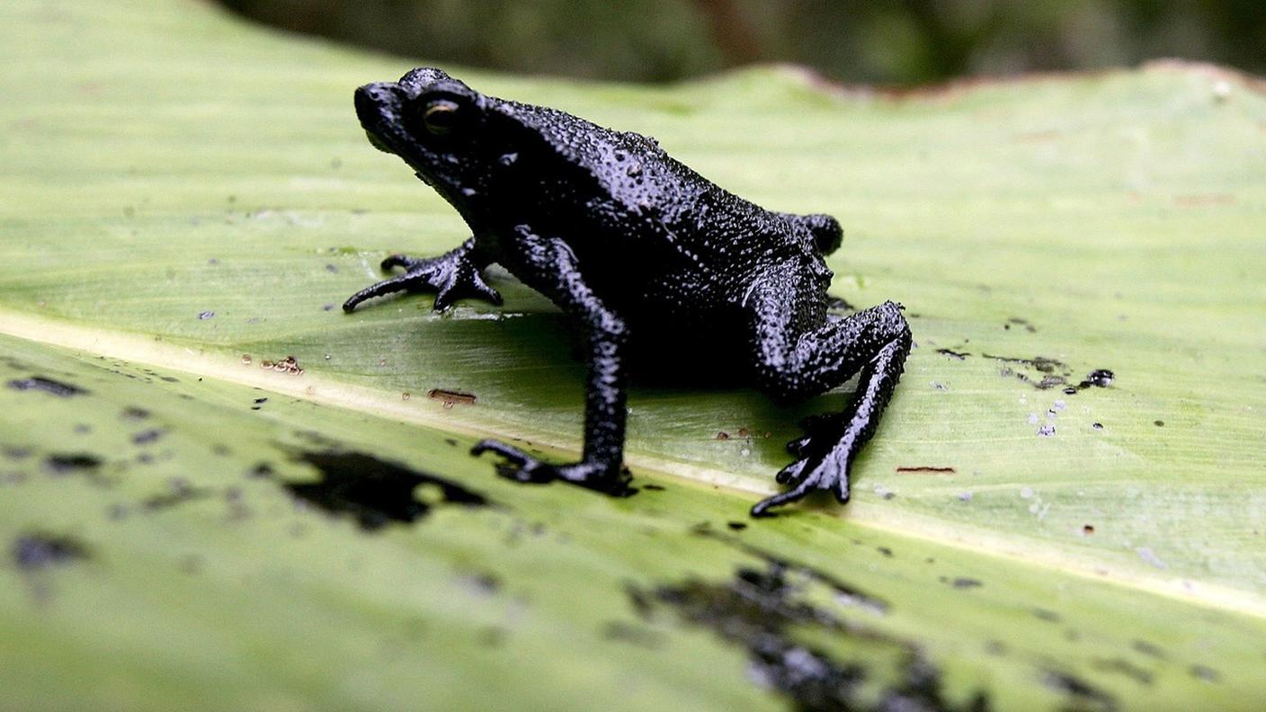 Una rana ricoperta di petrolio nella provincia del Napo, in Ecuador