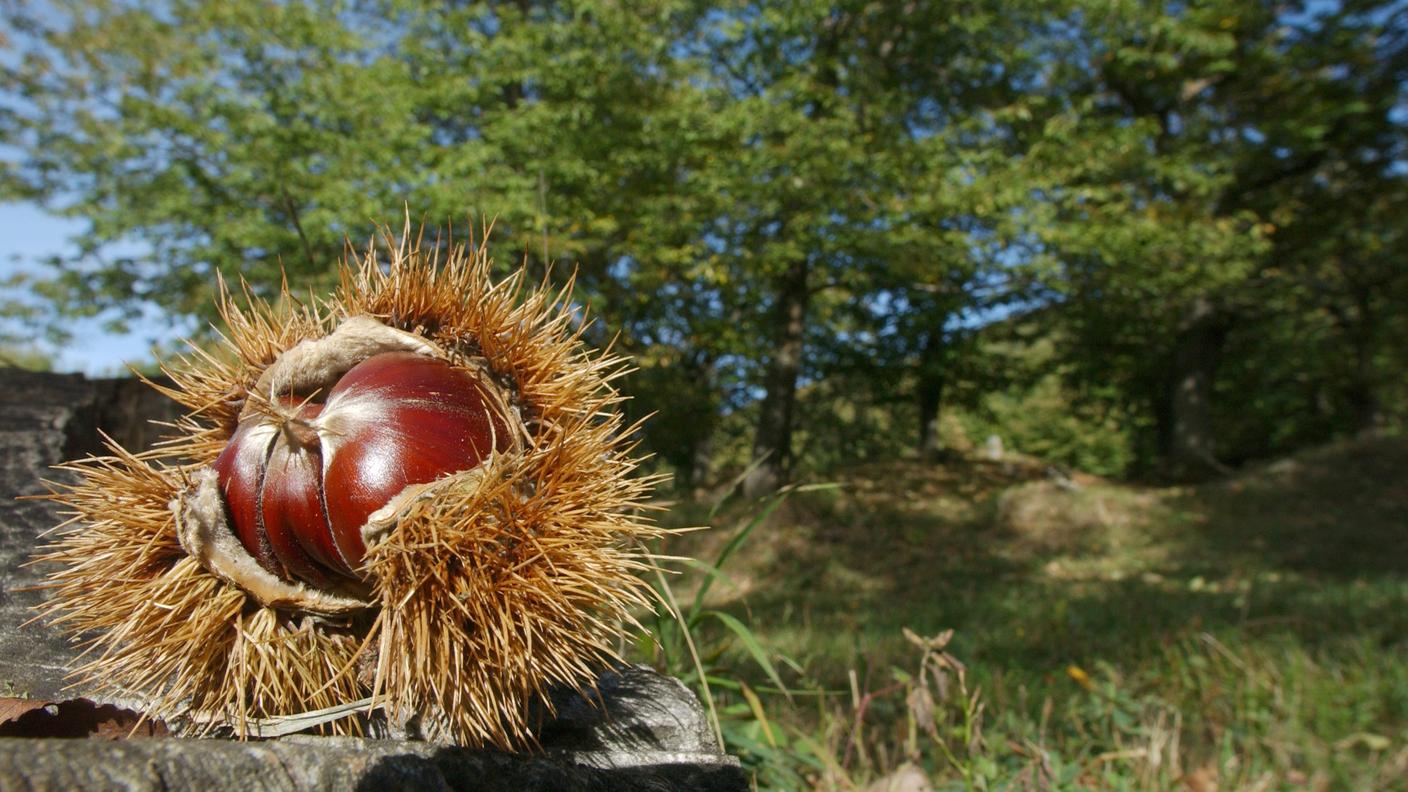 Selva castanile a Caneggio, in Valle di Muggio (immagine d'archivio) 