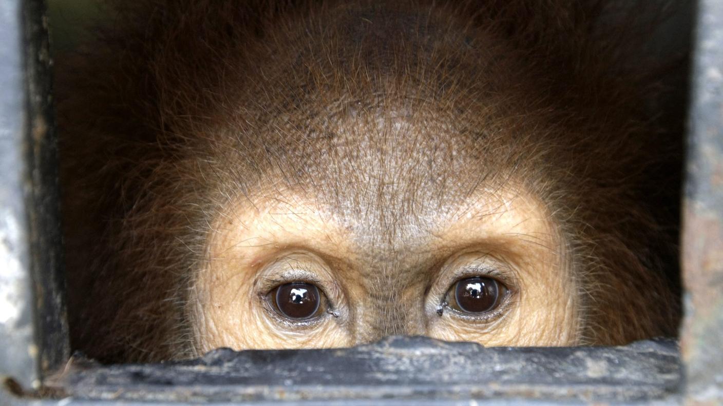 I trafficanti trattano di tutto: animali vivi e trofei, ma anche specie vegetali che stanno scomparendo