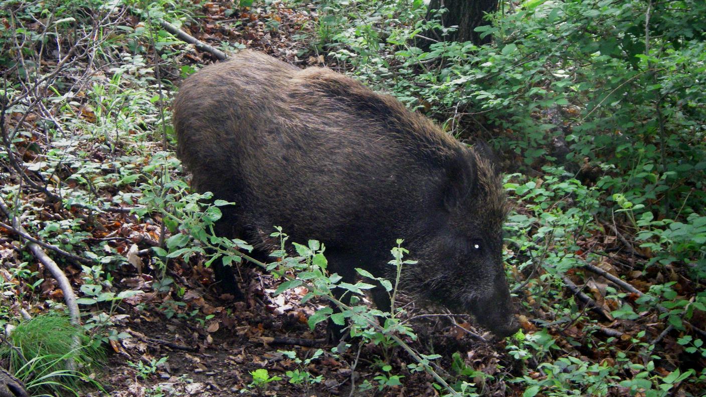Un cinghiale nei boschi del Mendrisiotto