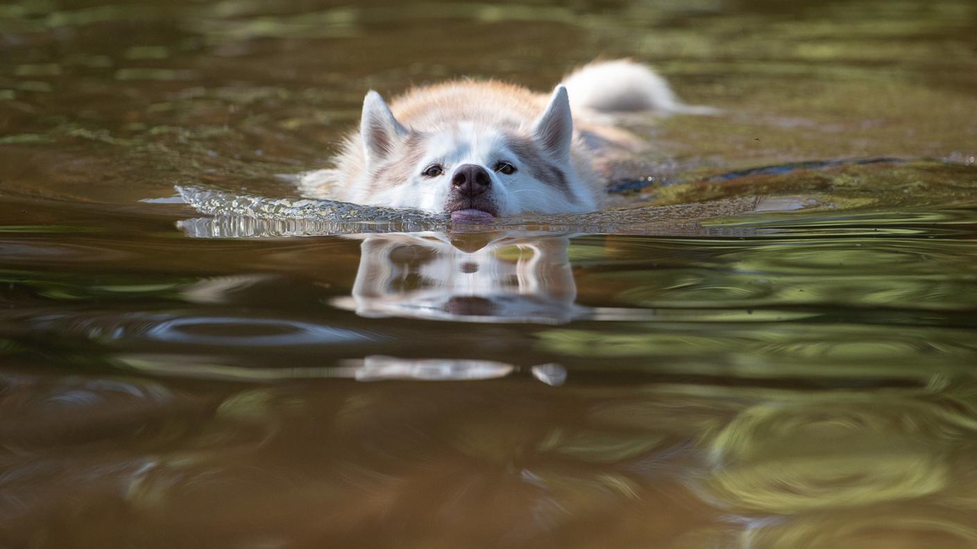 Un husky è stato trovato morto, un secondo è stato salvato