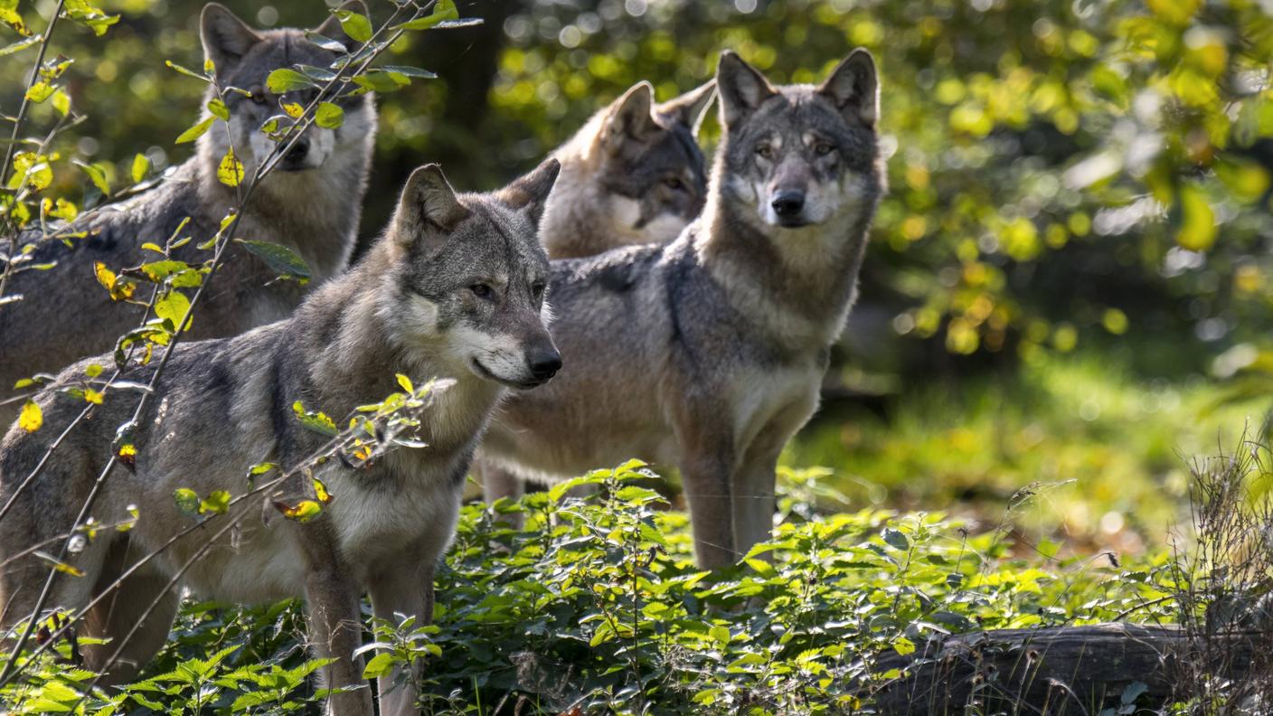 "Il lupo non può fare a meno di mordere e uccidere l'animale che si comporta da preda"