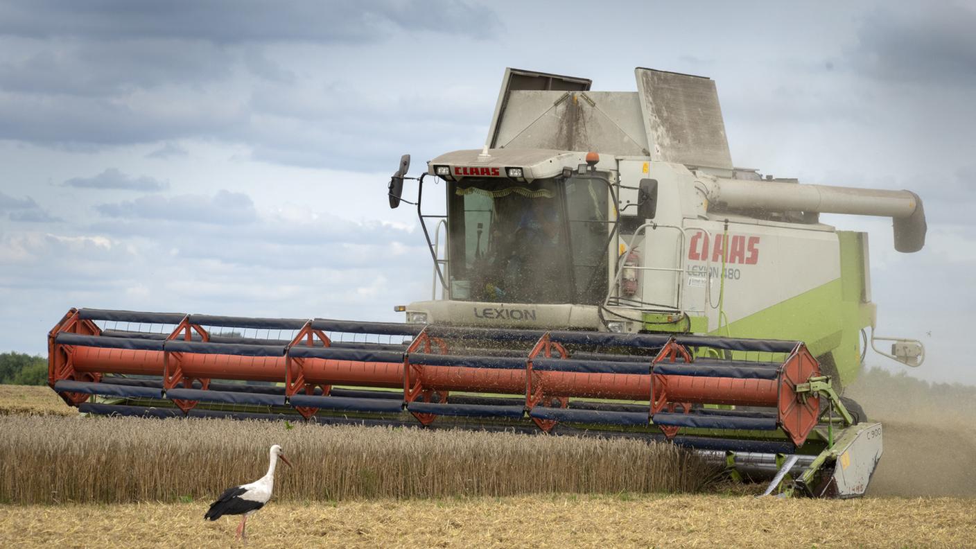 L'esportazione ucraina di grano verso l'Europa svantaggia pesantemente i coltivatori delle nazioni limitrofe