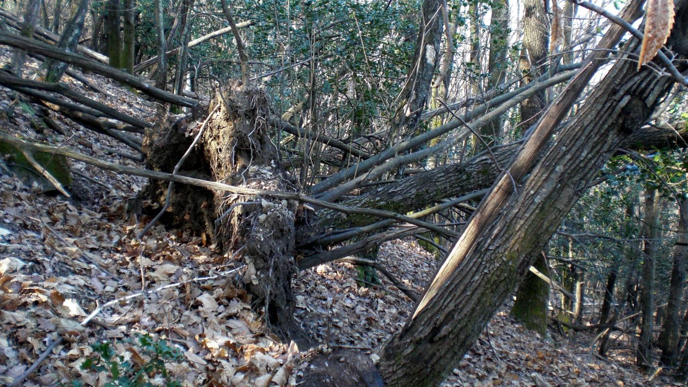 Vista sulle difficoltà del bosco di castagno in Ticino