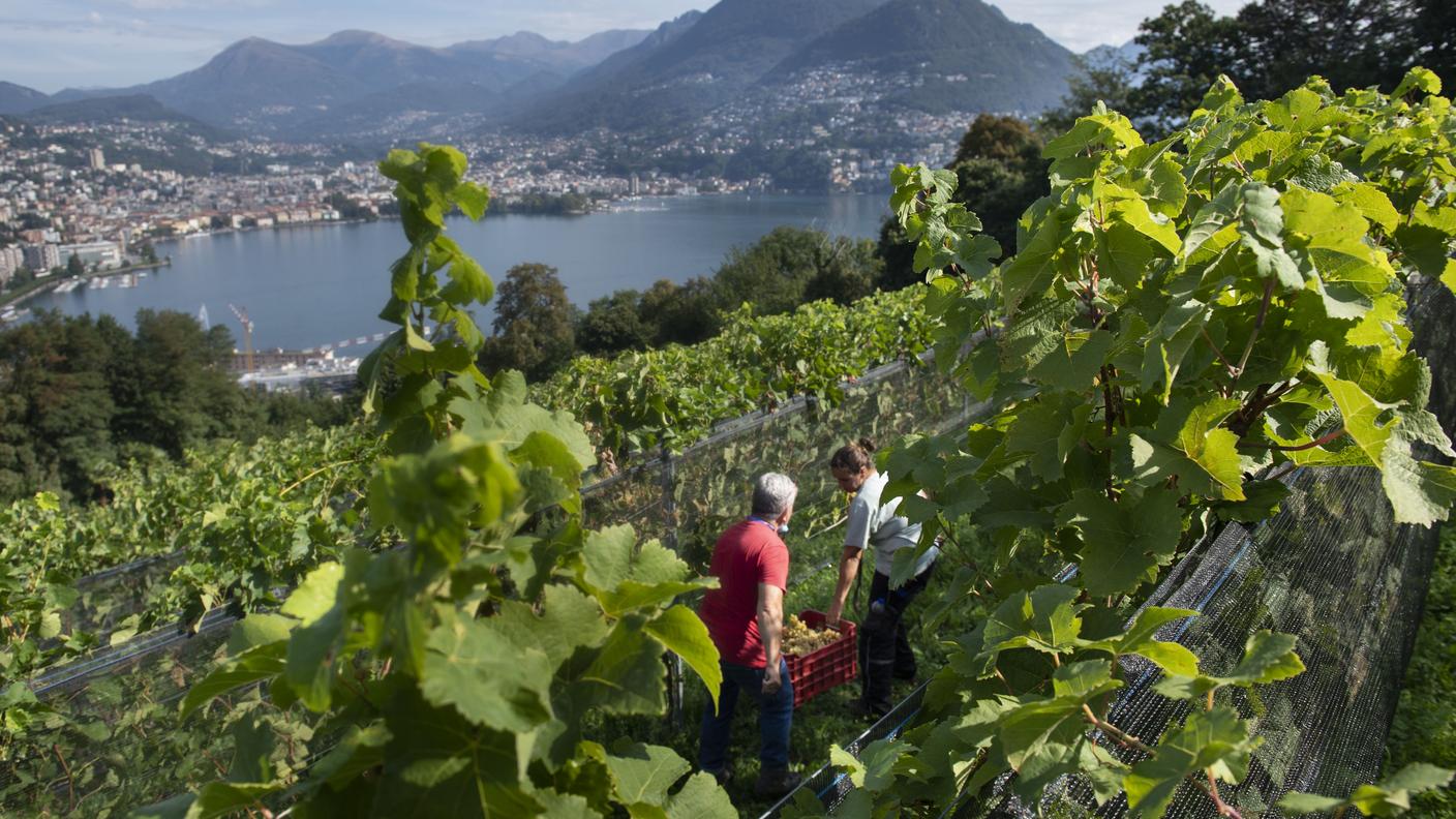 Vigneto del Luganese in un'immagine d'archivio