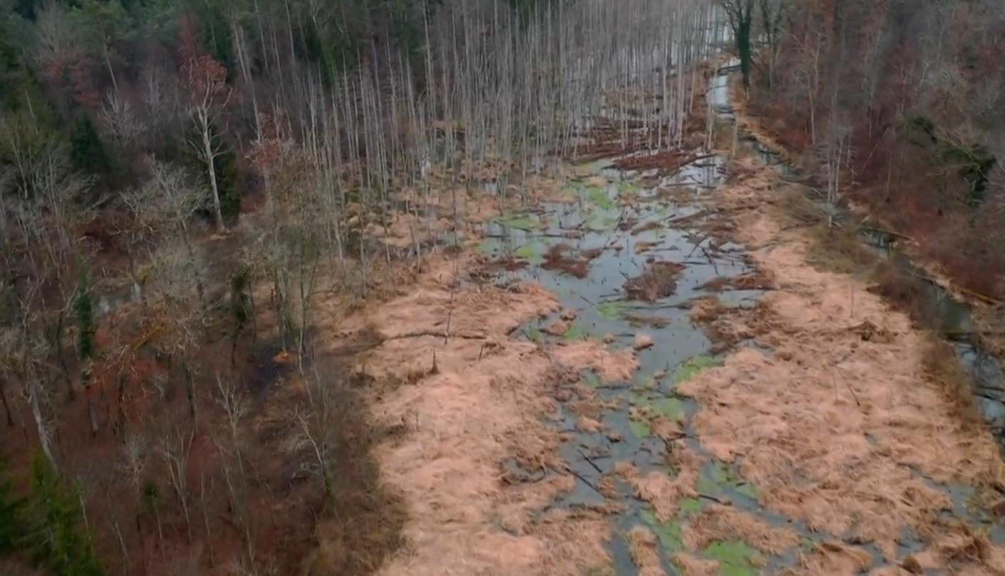 Il fiume trasformato in un paesaggio palustre dal castoro